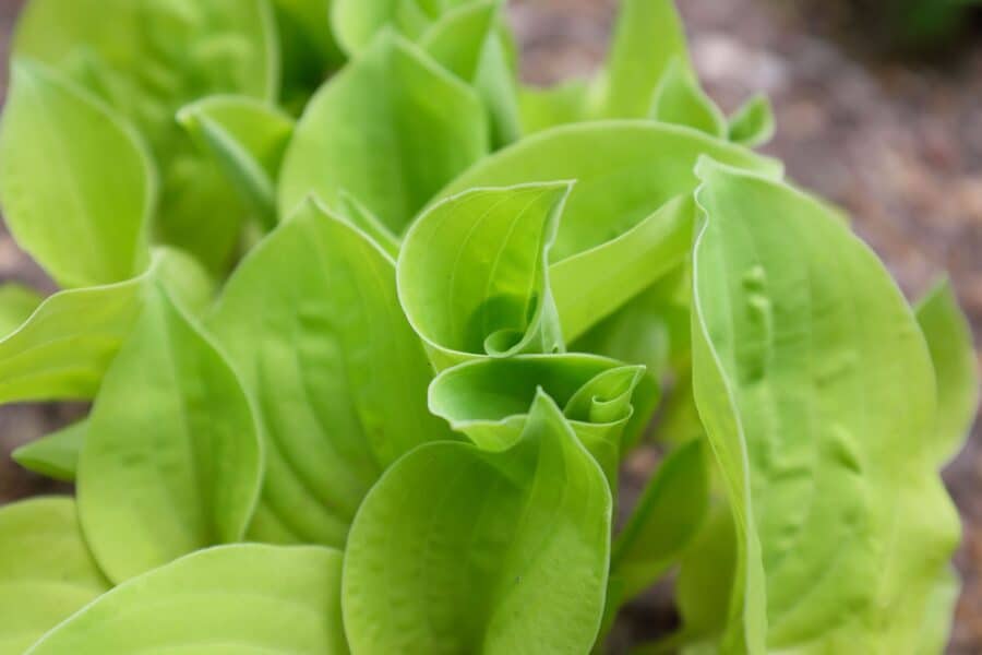 Hosta Cheatin Heart leaves in shade.