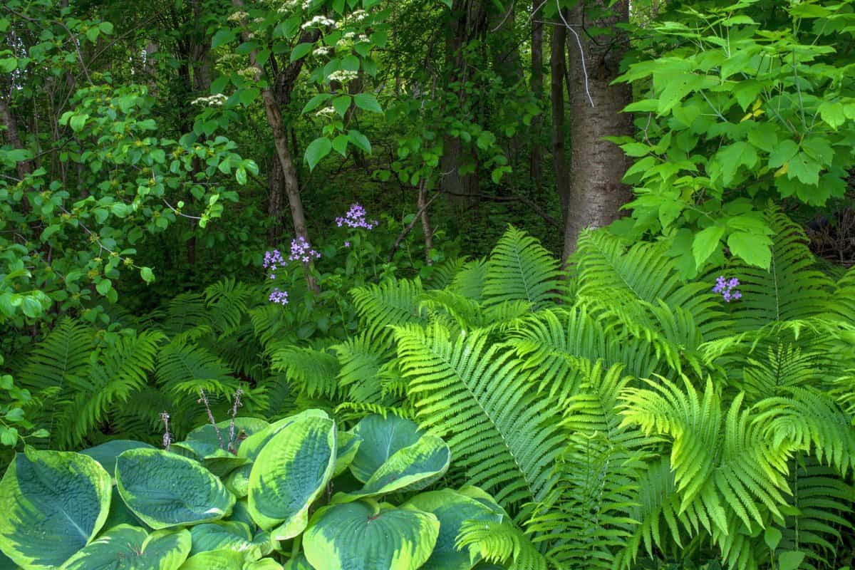 Ferns and hosta in a woodland setting.