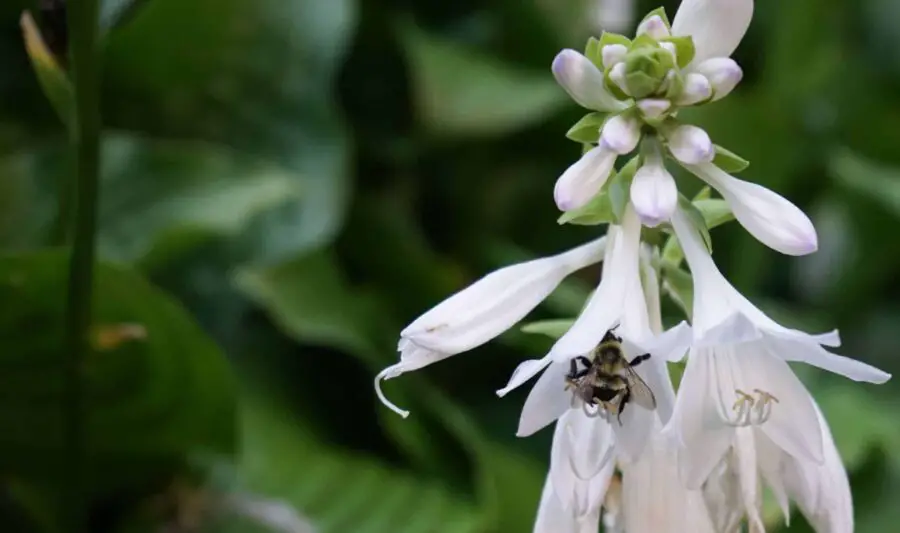 A bee visiting a hosta flower.