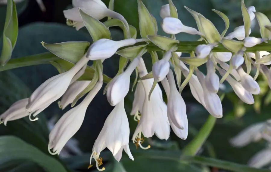 Hosta flower spike or scape.