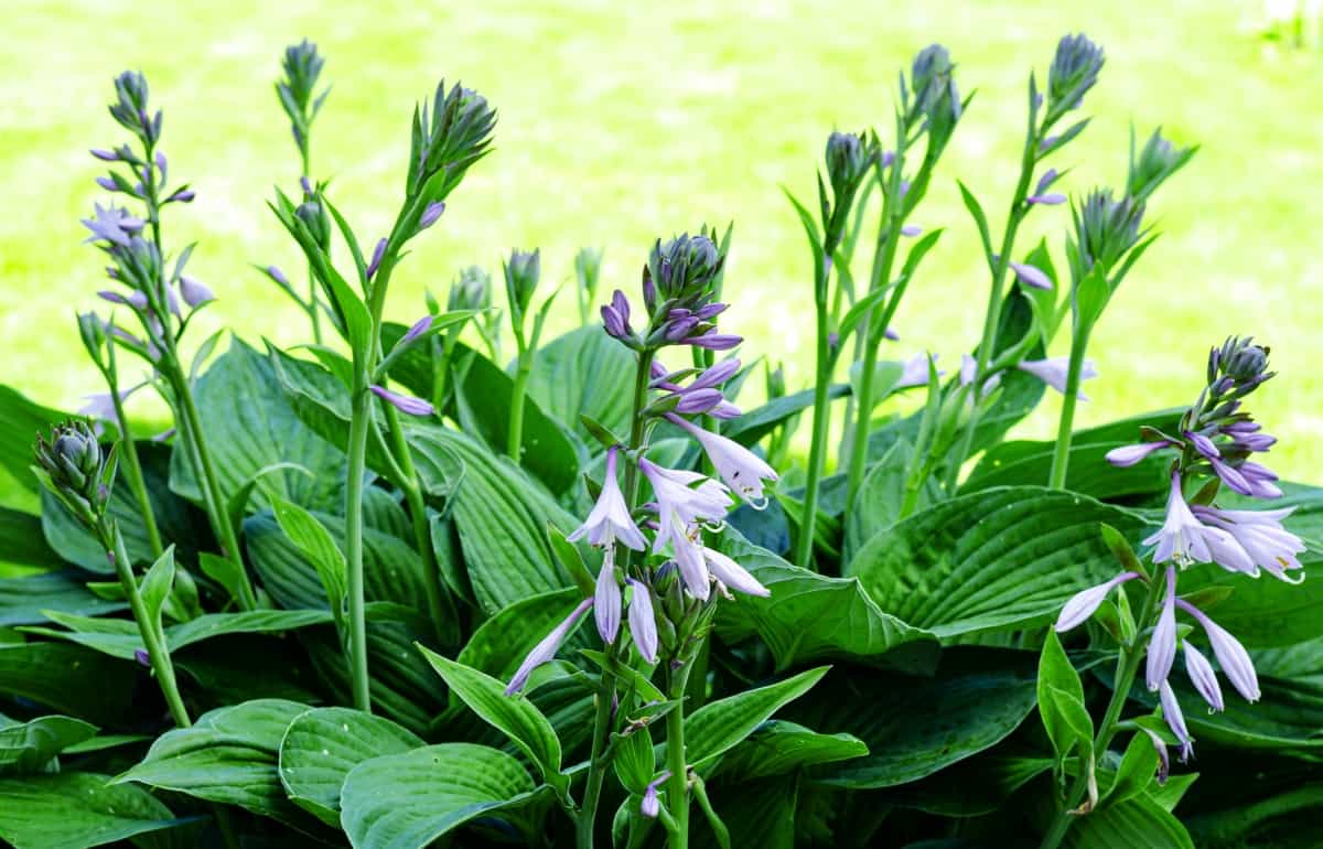 Hosta flower stalks starting to open their flowers.