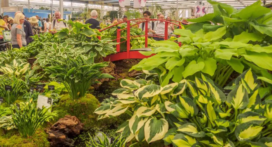 A hosta garden at the RHS Chelsea Flower Show in 2017