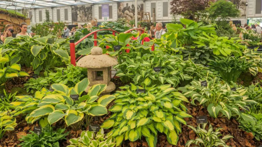 Another view of the hosta garden at the RHS Chelsea Flower Show in 2017