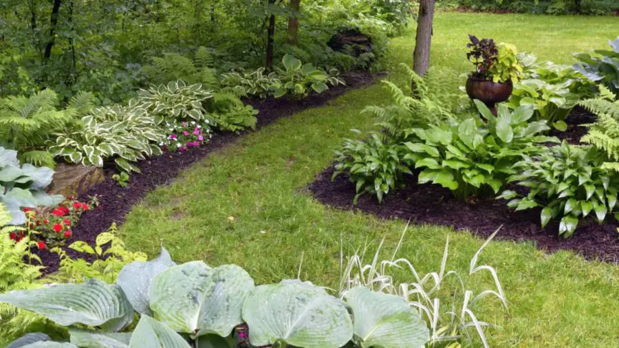 Hostas under trees and shrubs