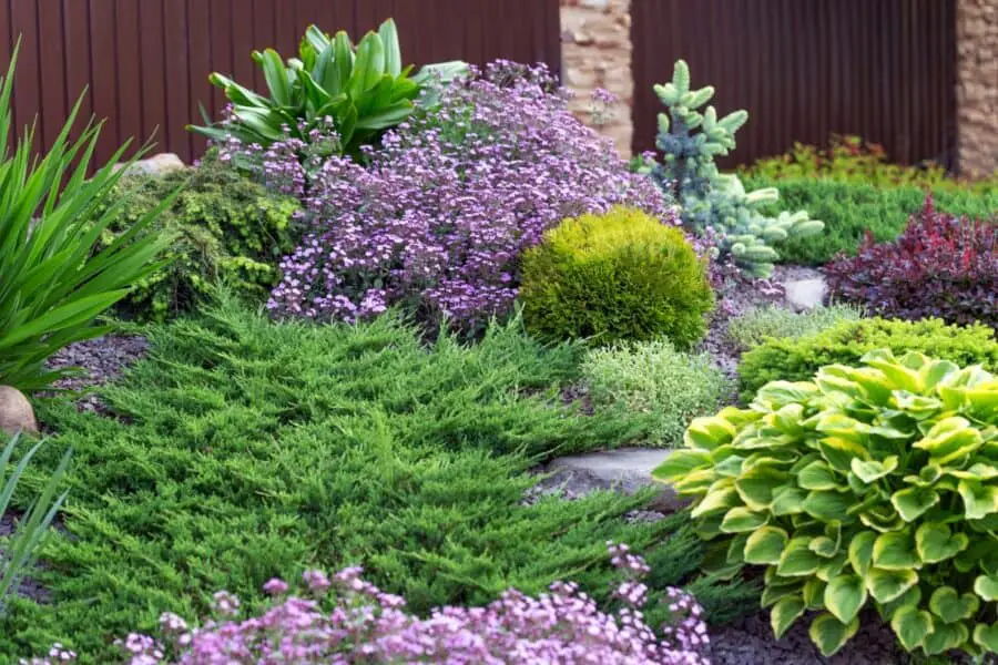 Variegated hosta in a mixed garden setting.