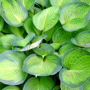 Looking down at a Gold Standard Hosta