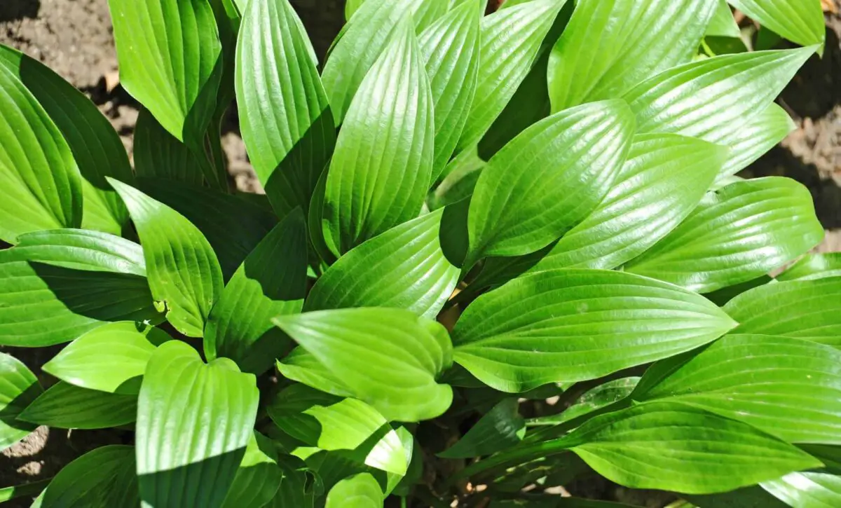 Guacamole a fast growing hosta.