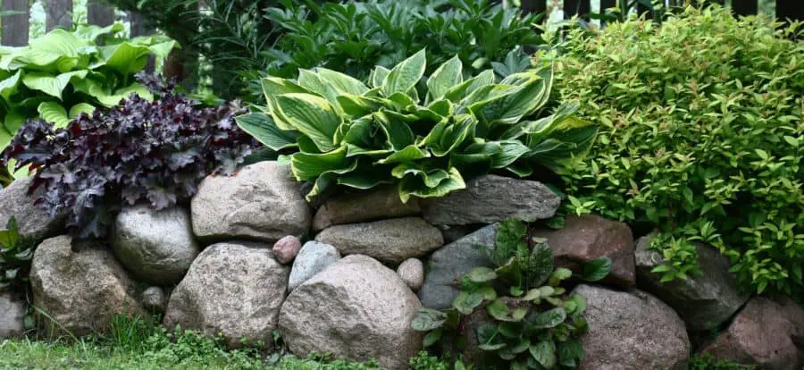 Two hostas flanking a large heuchera.