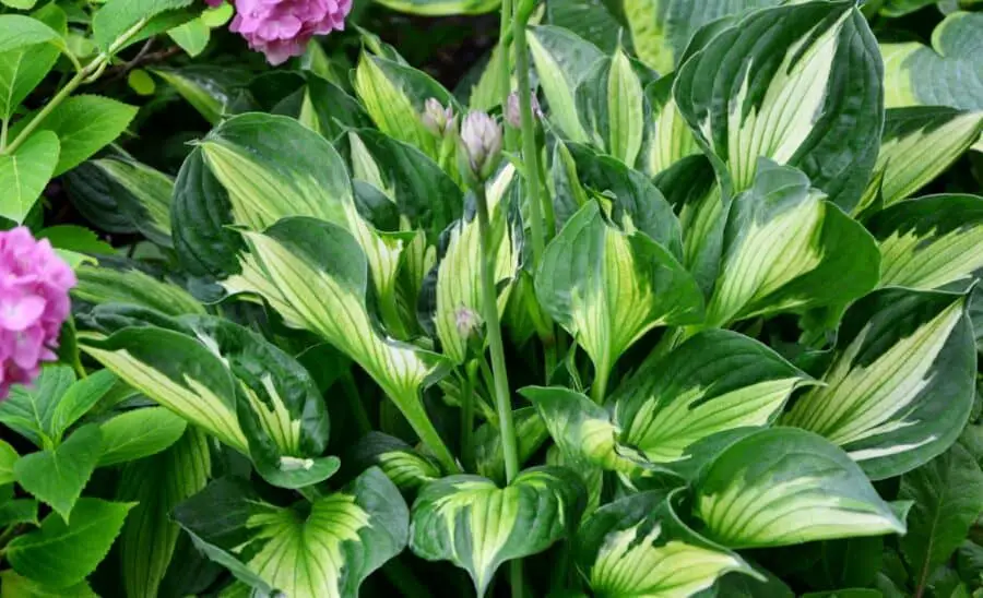 A green hosta with white centers and hydrangea edging into the picture.