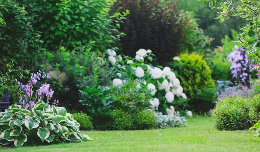 A European garden in the summer that includes hydrangeas and hostas.