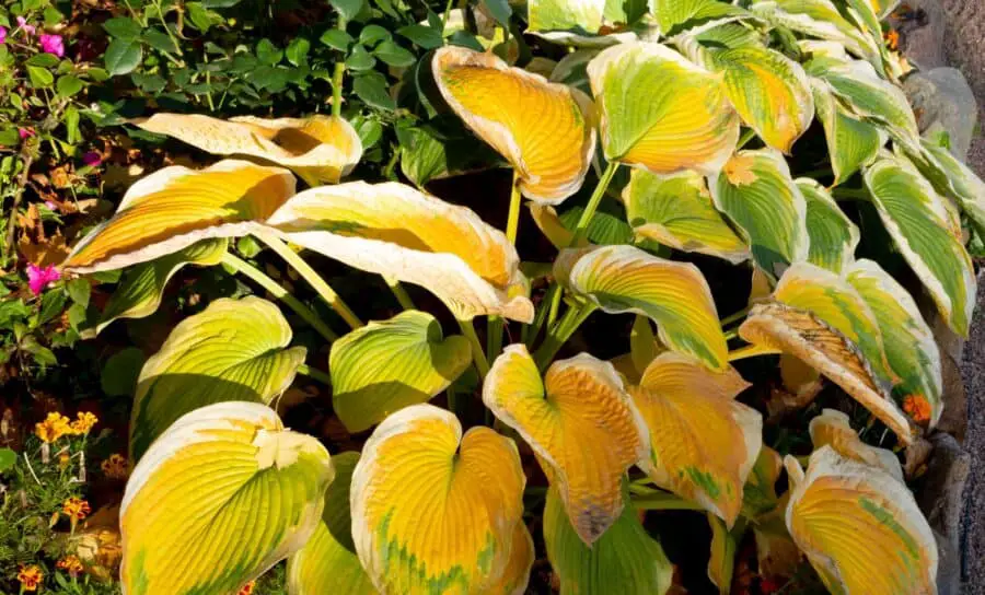 Transplanting hostas in the fall. Hosta going dormant in the fall with leaves yellowing