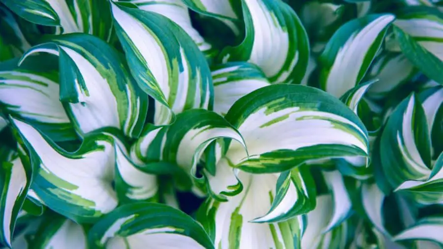White and green variegated hosta leaves.