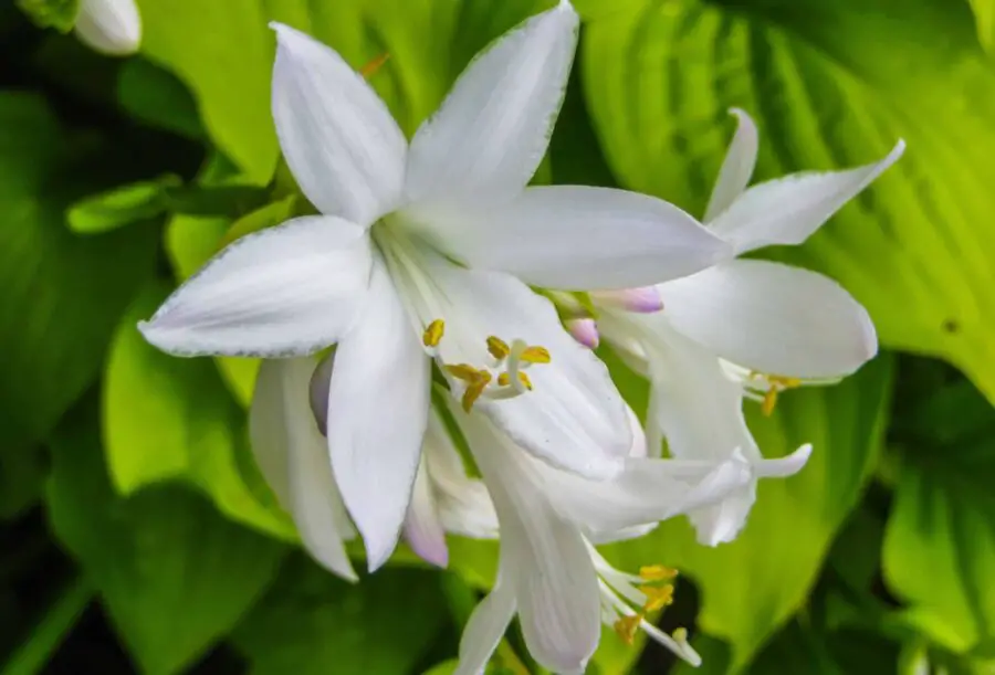Hosta plantaginea flower cluster. One of the best fragrant hostas.