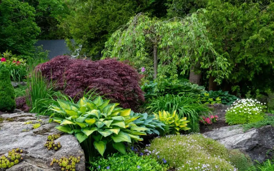 Rock garden with hostas, Japanese maples and other plants.