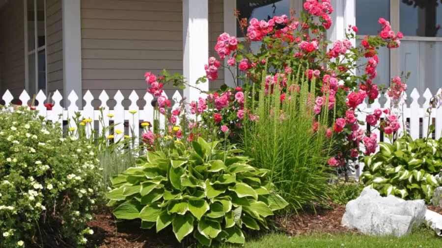 Hostas with roses planted along a white picket fence.