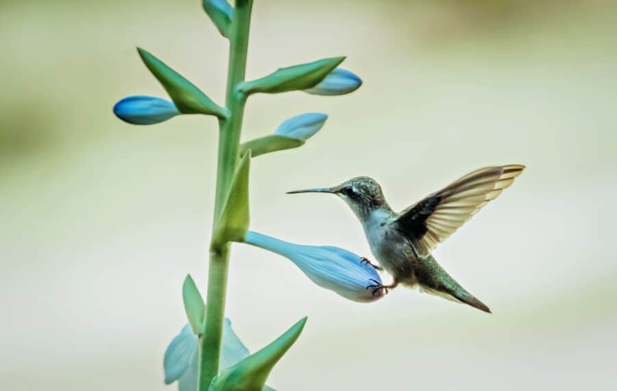 Hosta flower scape with a hummingbird perched on a flower bud.