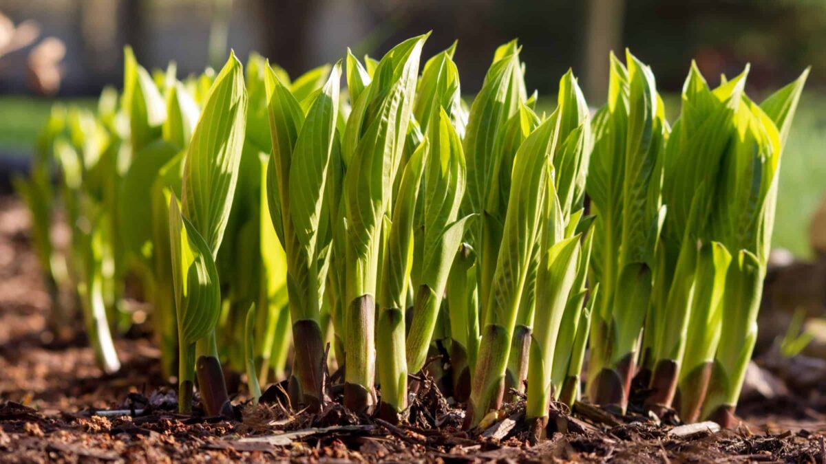 A nice clump of hosta shoots.