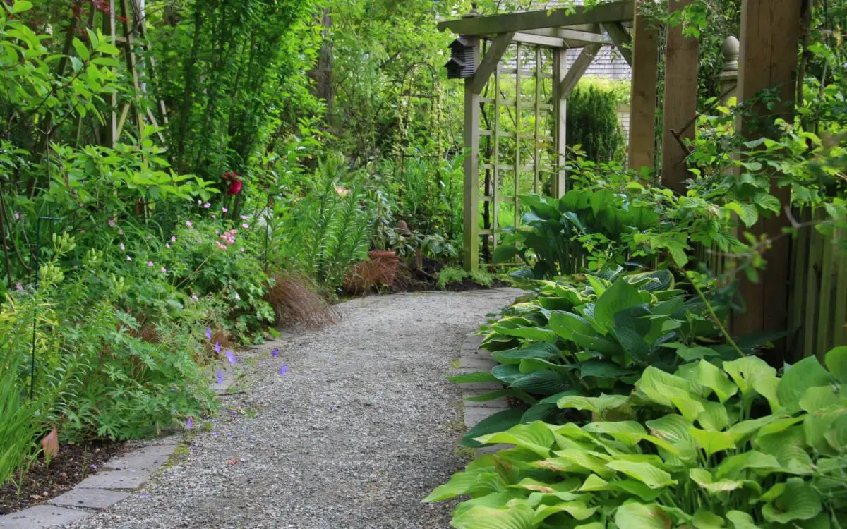 Hostas and other plants growing along a shaded gravel pathway.