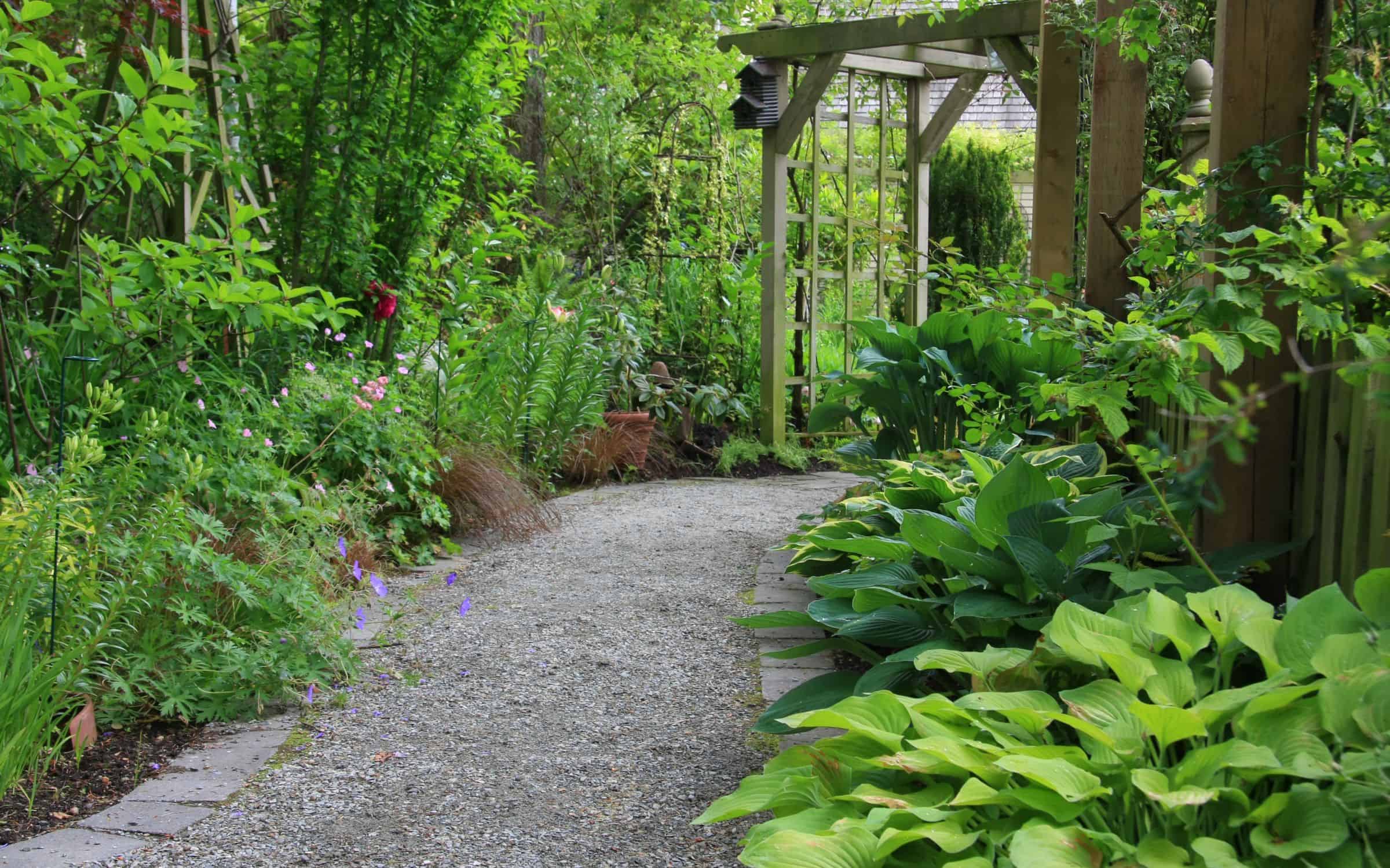 Hostas and other plants growing along a gravel pathway