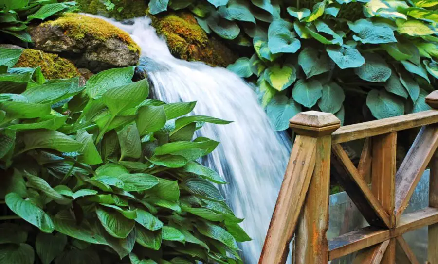 Hostas along a waterfall with a wooden bridge in the foreground