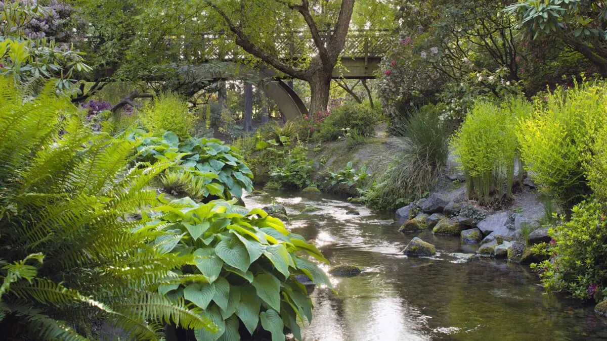 Hostas growing along a stream with a bridge in the background