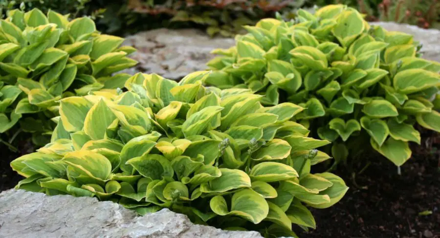 Hostas in a rock garden, just three plants with larger flat rocks.