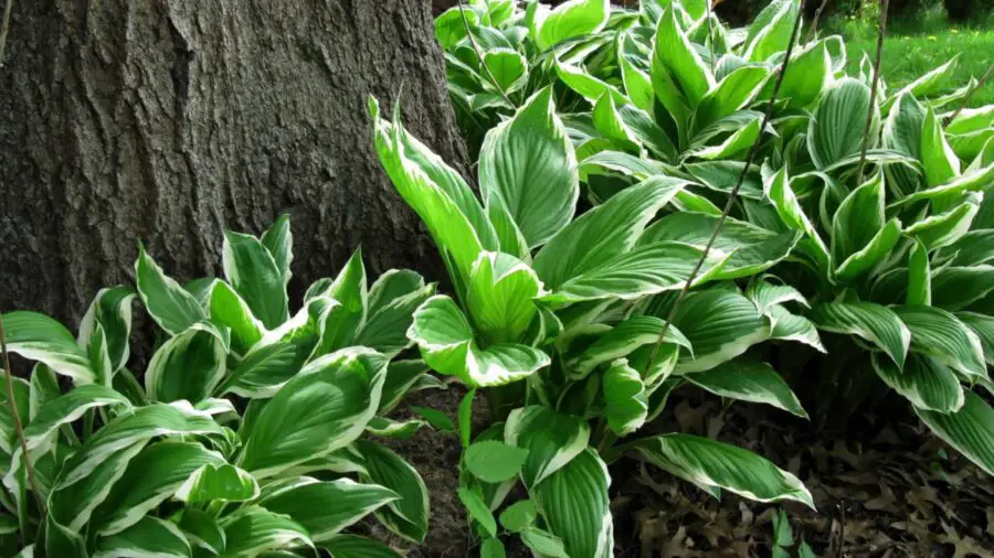 Variegated hostas under a tree