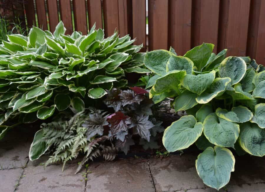 Hostas, coral bells and fern planted in front of wooden fence.