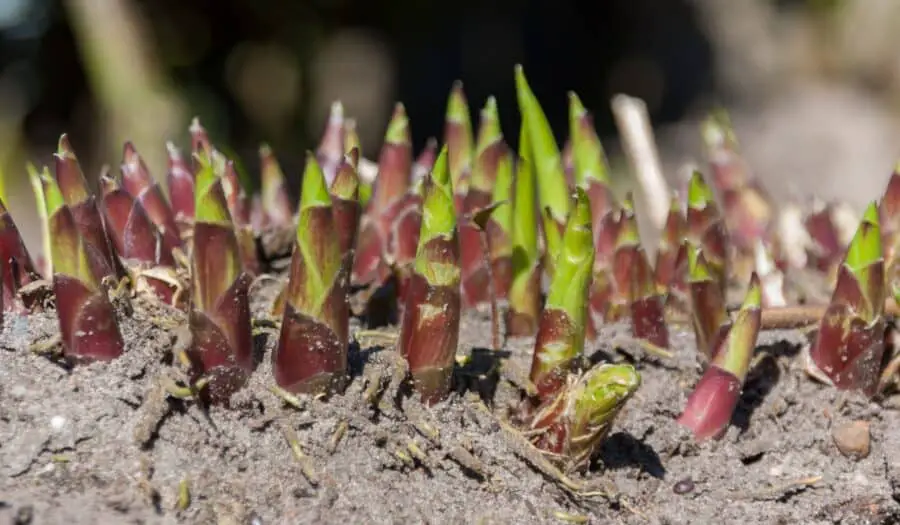 Can hostas grow in sandy soil? Here you see shoots emerging in sandy soil.
