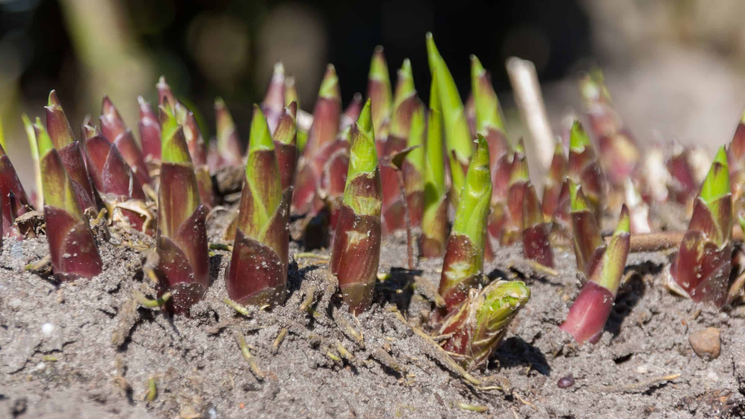 Hosta shoots emerging in sandy soil