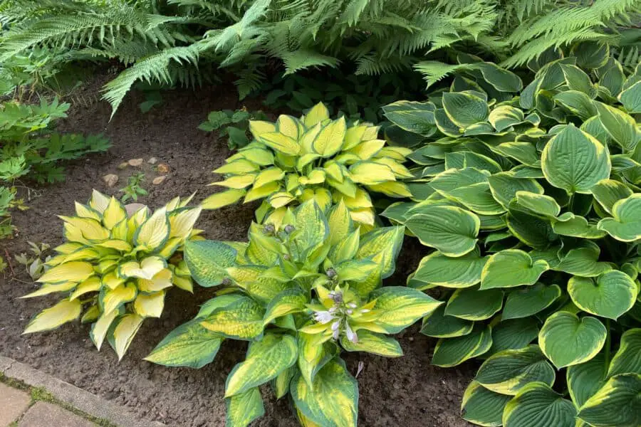 A group of three small hostas with ferns.