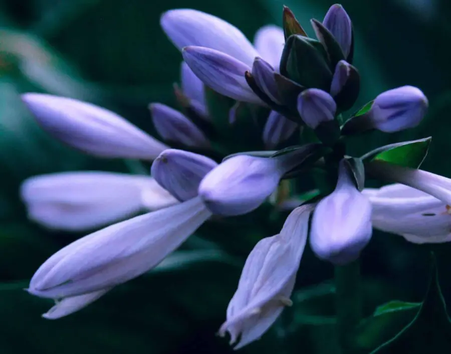 Rich lavender hosta flower buds