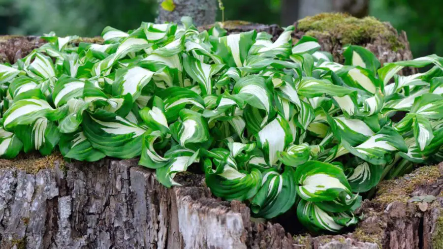 Tree stumps make great hosta pots, at least for a few years.