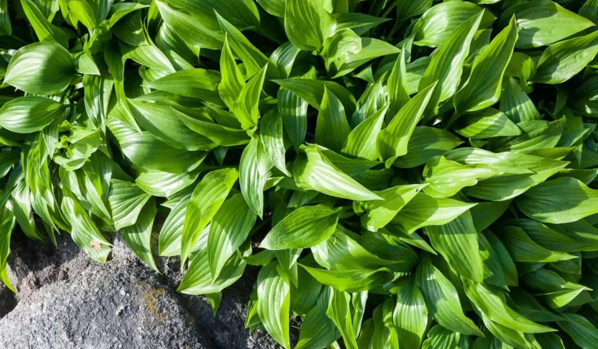 Small green hostas spreading over rocks.