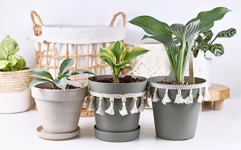 Growing hostas indoors in decorated pots.