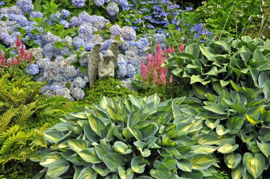 Hosta, hydrangeas, and companion plants in a summer garden.