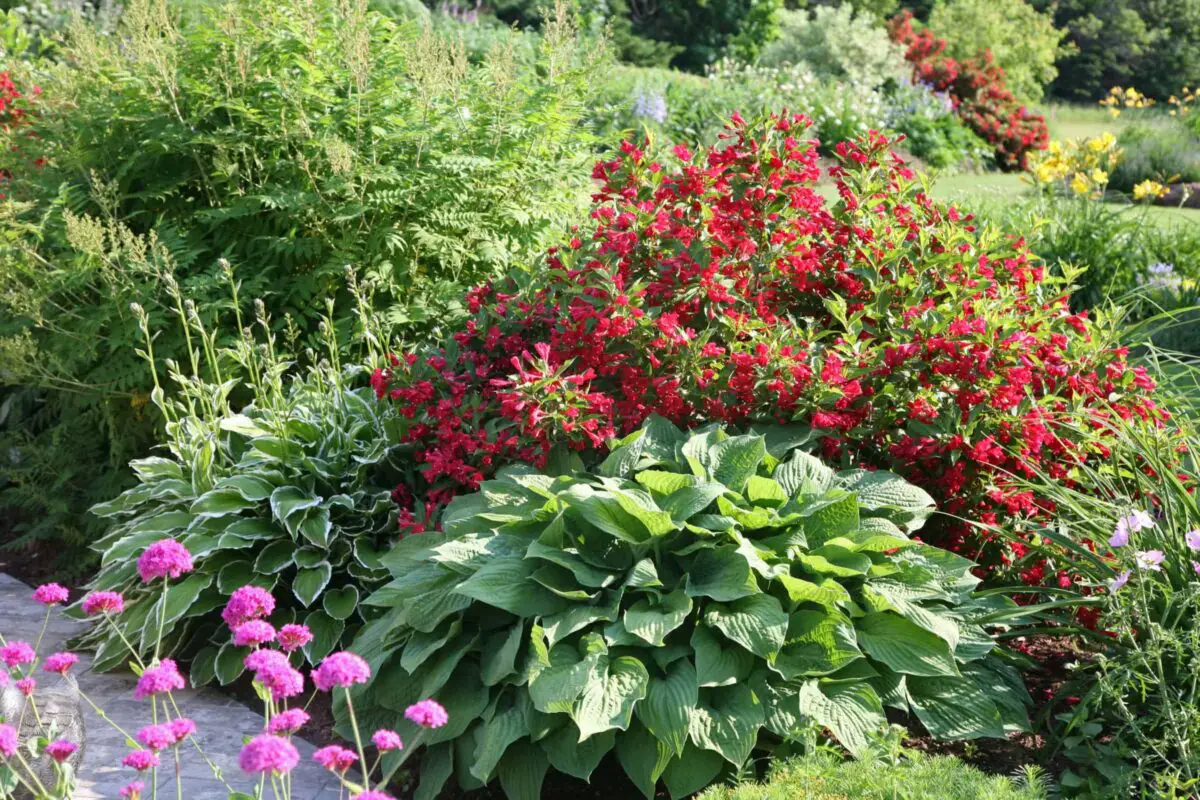 Granular fertilizer for the hostas and other plants in the garden would work well in the spring.