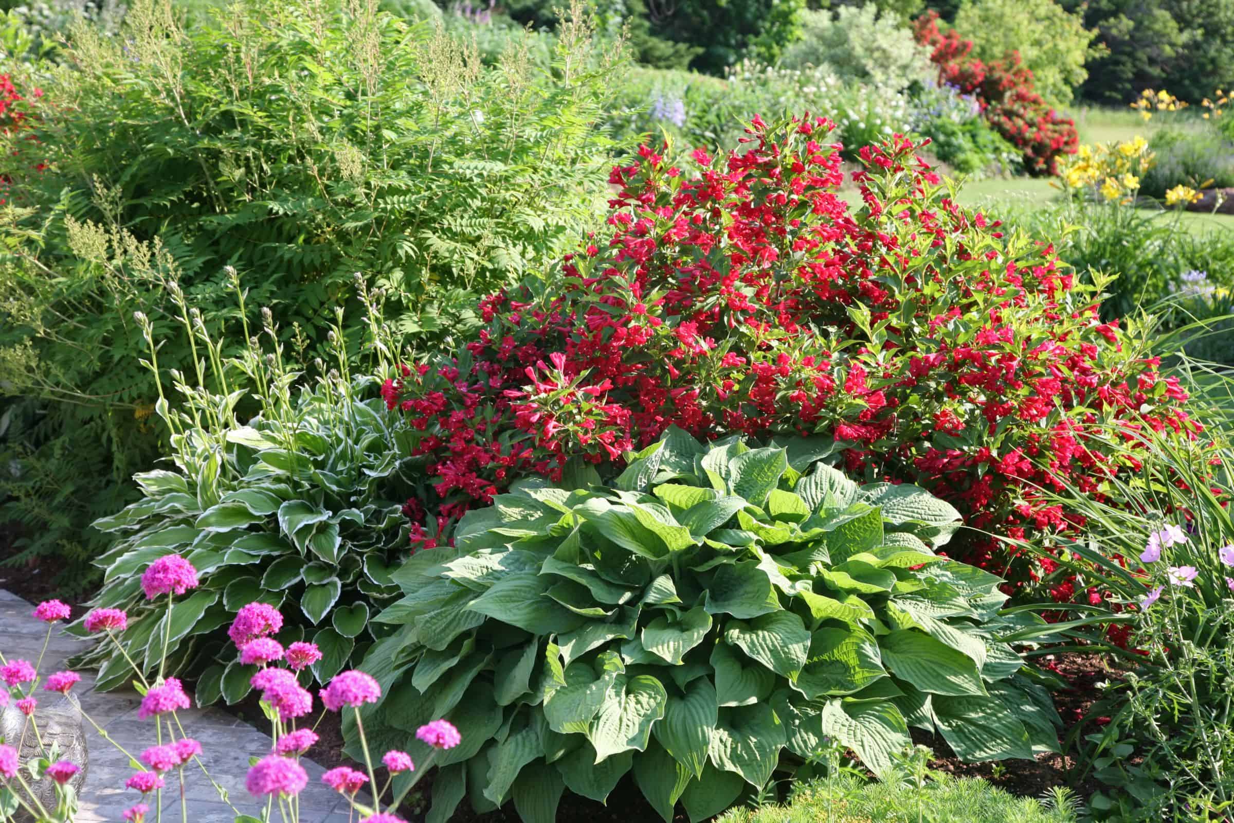 hostas-other-prennials-201090