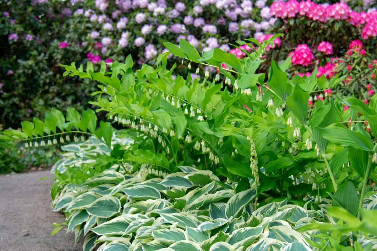 Hostas with Polygonatums overhead and Rhododendrons in the background.