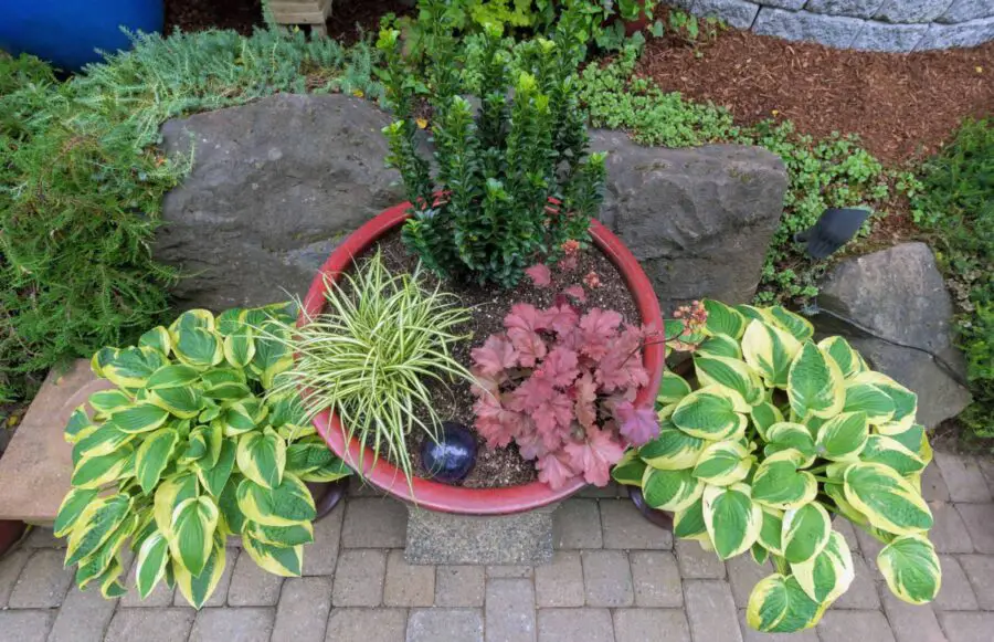 Three containers, two with hostas and one with mixed planting on a patio with rocks