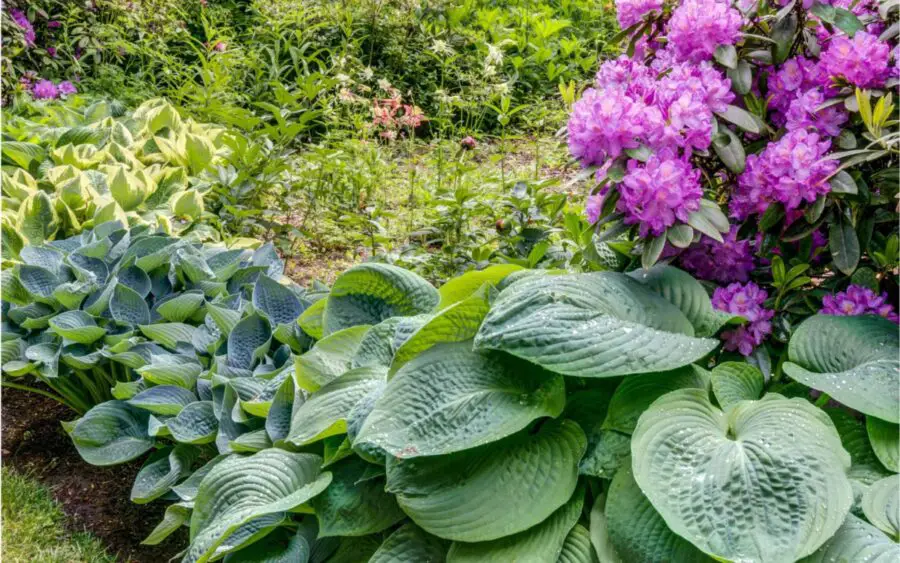 Hostas and rhododendron along the edge of the lawn.