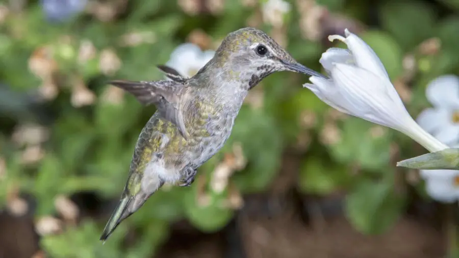 Hummingbird collecting nectar from a hosta flower.