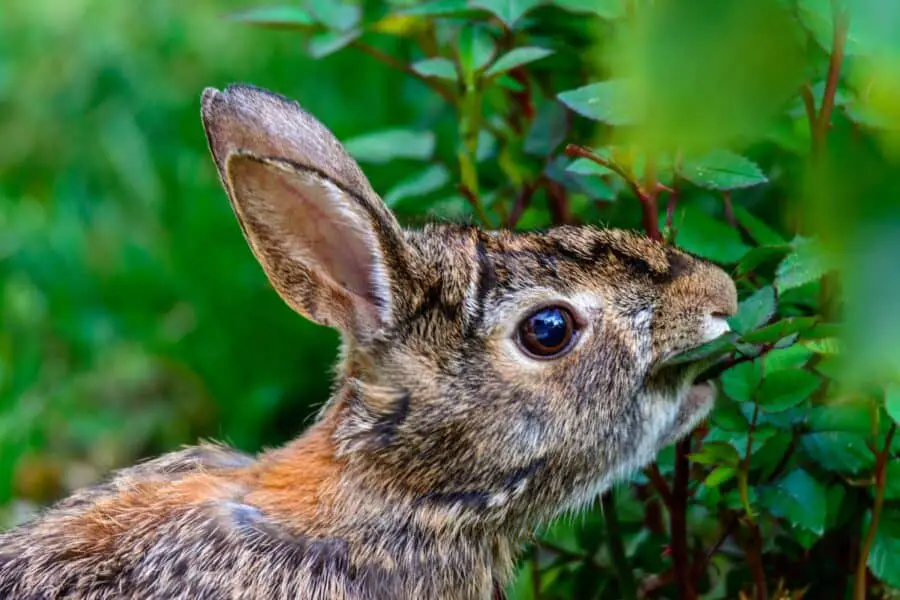 A rabbit eating leaves off a rose bush.