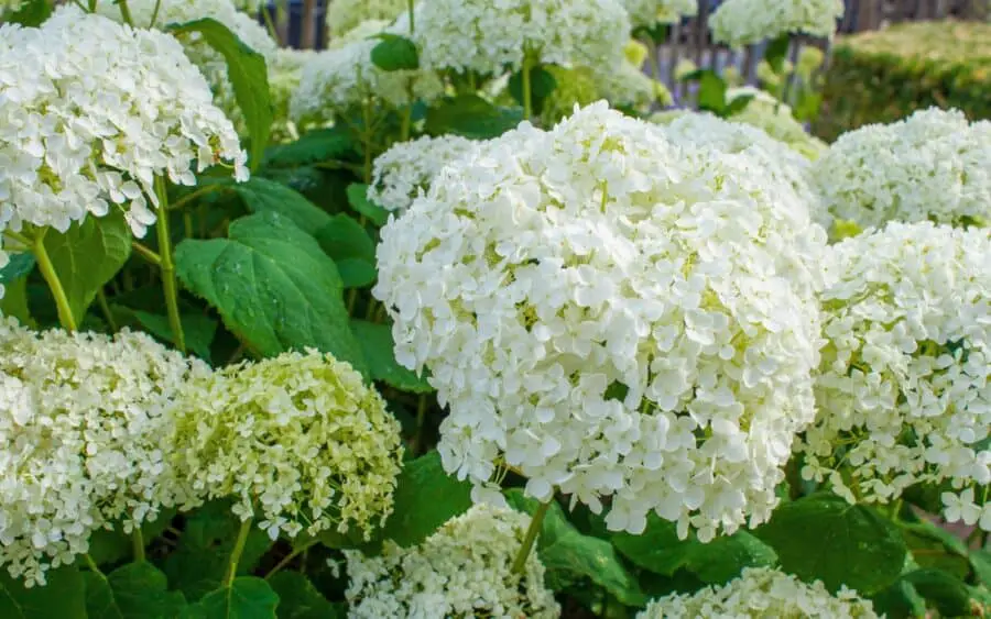 The white summer flowers of Hydrangea arborescens, the Oakleaf Hydrangea.