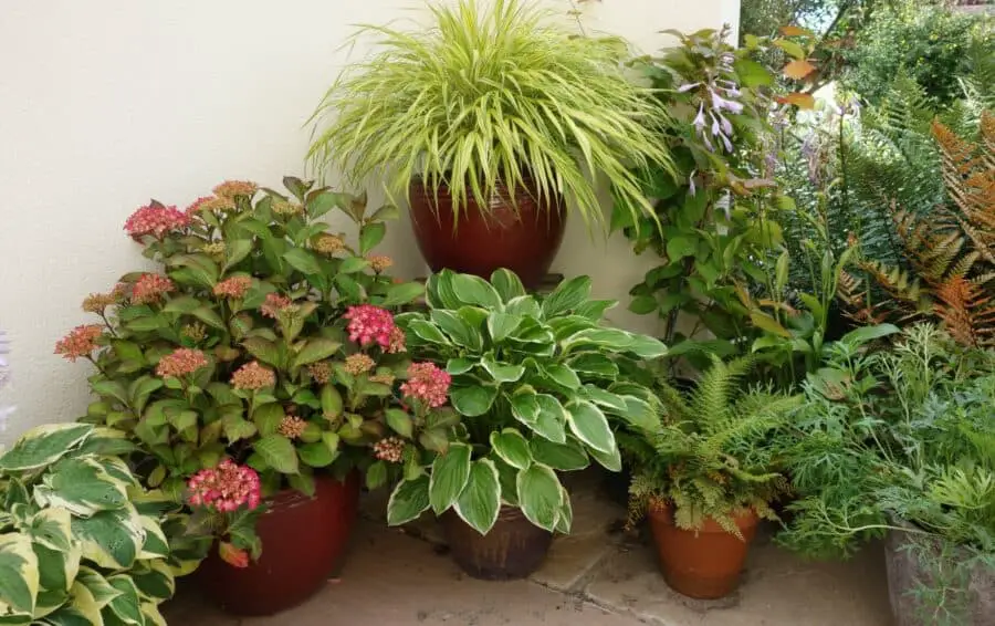 Containerized hostas and a hydrangea with other companion plants along a wall.