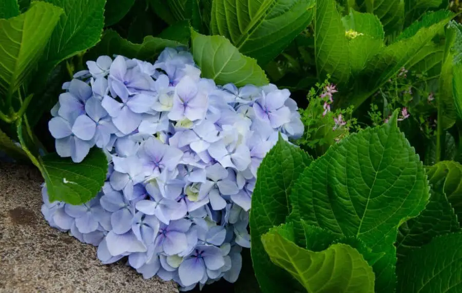 A blue flowered mophead type of Hydrangea macrophylla.