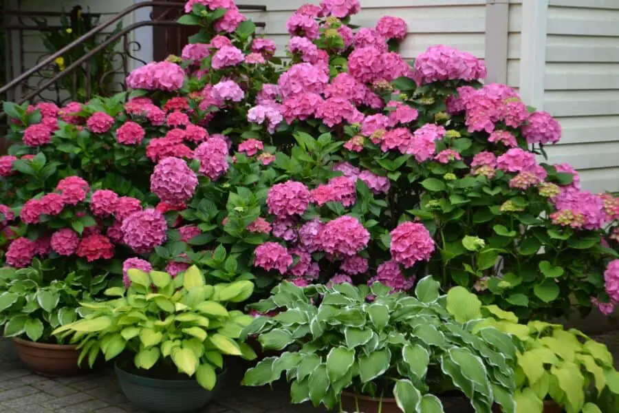 Pink hydrangeas in the background with hostas planted in the foreground.