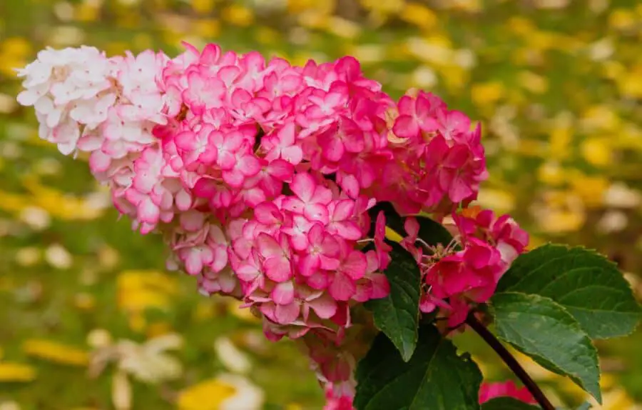 A pink flowered Hydrangea paniculata.