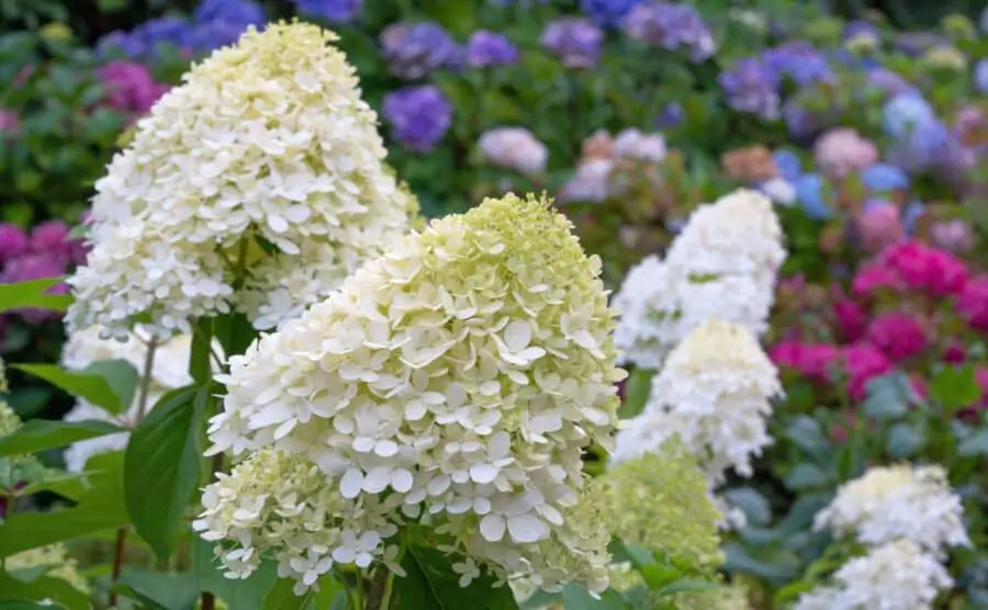 The immense white flowers of Hydrangea paniculata.