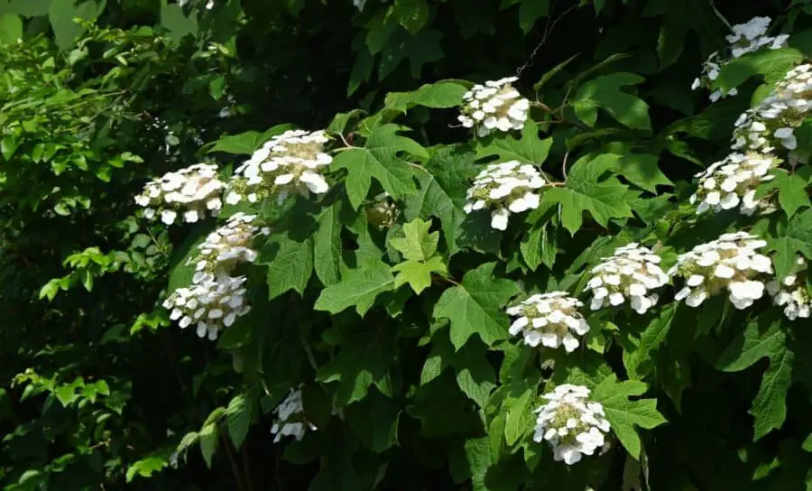 The deciduous Oakleaf Hydrangea, Hydrangea quercifolia.